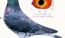 李诞最新爆料信鸽照片,揭秘娱乐圈幕后故事