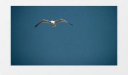 海鸥官方爆料视频大全最新,揭秘最新科技与时尚潮流